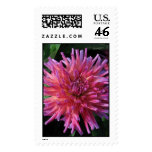 Pink Star Dahlia Stamp
