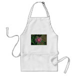 Pink Star Thistle, (Centaurea Jacea) flowers aprons