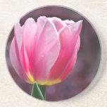 Pink Star Tulip Drink Coasters