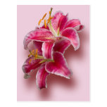 Pink Stargazer Lilies Postcard