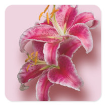 Pink Stargazer Lilies Sticker