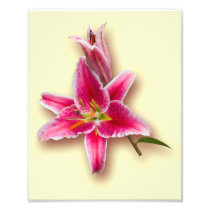 Pink Stargazer Lily and Bud Photo Print