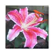 Pink Stargazer Lily magnets by princessklb07 Pink Stargazer Lily magnets