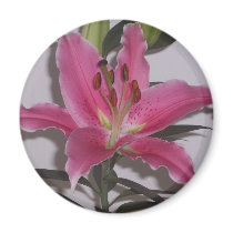 Pink Stargazer Lily Magnet