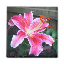 Pink Stargazer Lily magnets
