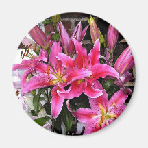 Pink Stargazer Lily Magnet