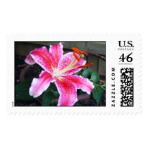 Pink Stargazer Lily postage