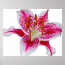 Pink Stargazer Lily Poster