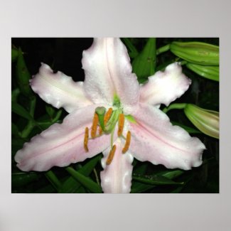Pink Stargazer Lily Print