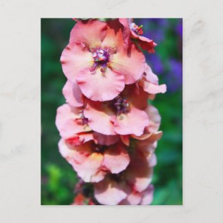 Pink stock flowers postcard