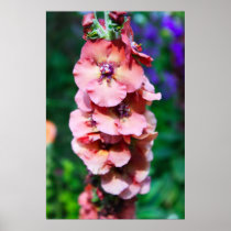 Pink stock flowers posters