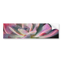 Pink Succulent Bumper Stickers