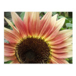Pink Sunflower 51 ~ postcard