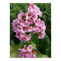 Pink Sweet Alyssum Poster Print posters