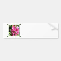 Pink Sweet Pea Bumper Sticker