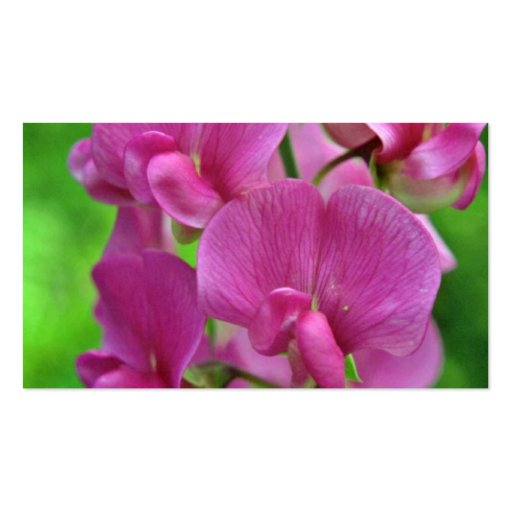 Pink Sweet Pea flowers Business Cards (back side)