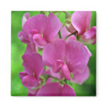 Pink Sweet Pea flowers magnets