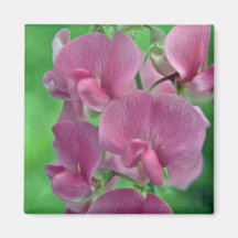 Pink Sweet Pea flowers Magnet