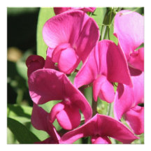 Pink Sweet Pea Invitations