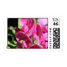 Pink Sweet Pea Postage Stamp