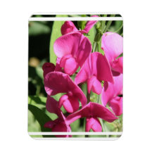 Pink Sweet Pea Premium Magnet