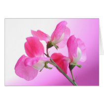 Pink Sweet Pea - Spring Fragrance cards