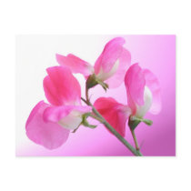 Pink Sweet Pea - Spring Fragrance - postcard postcards