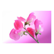 Pink Sweet Pea - Spring Fragrance - Poster Print posters