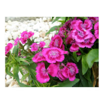 Pink Sweet William/Dianthus Flower Poster Print posters