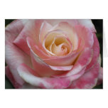 Pink Sweetheart Rose Greeting Card