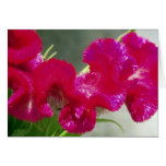 Pink Swirly Flower Card
