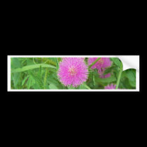 Pink Thistle bumper stickers