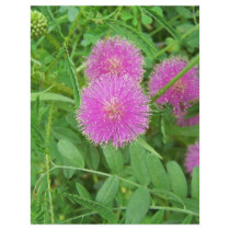 Pink Thistle Flyers
