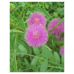 Pink Thistle flyers