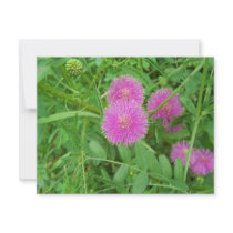 Pink Thistle Custom Announcement