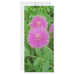 Pink Thistle Rack Card Design