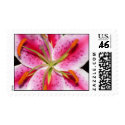 Pink Tiger Lily Explosion Postage Stamps stamp