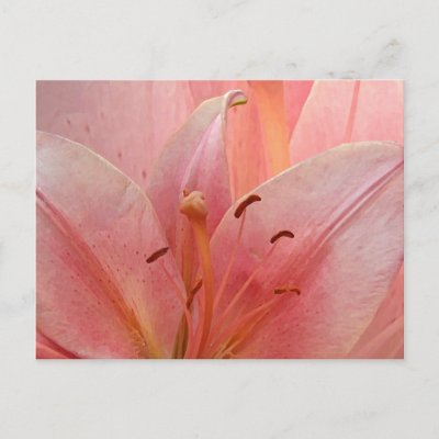 Pink Tiger Lily Invitation Post Card