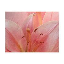 Pink Tiger Lily Invitation postcards