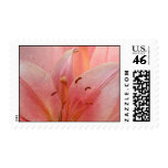 Pink Tiger Lily