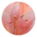 Pink Tiger Lily stickers