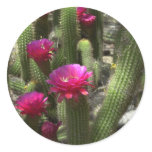 Pink Torch Cactus stickers
