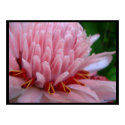 Pink Torch Ginger Bloom Exotic Poster Print