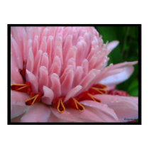 Pink Torch Ginger Bloom Exotic Poster Print by naturalilly Pink Torch Ginger Bloom Exotic Poster Print