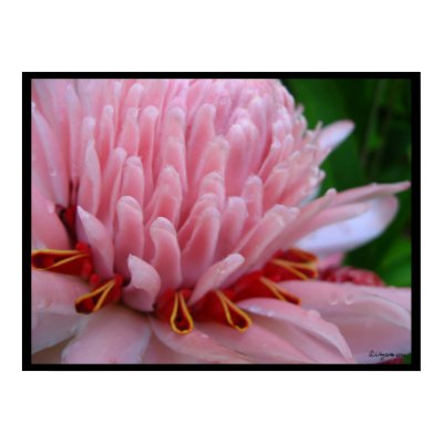 Pink Torch Ginger Bloom Exotic Poster Print by naturalilly
