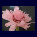 Pink Torch Ginger Exotic Poster Print