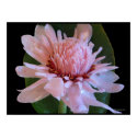 Pink Torch Ginger Hawaii Exotic Poster Prints