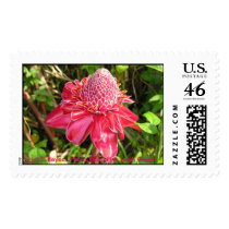 Pink Torch Ginger postage