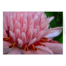 Pink Torch Ginger Wedding cards