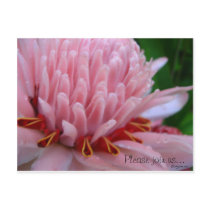 Pink Torch Ginger Wedding Save the Date Cards postcards by naturalilly Pink Torch Ginger Wedding Save the Date Cards postcards